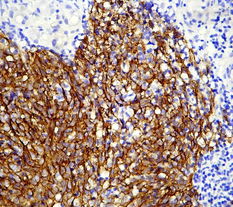 廣州深達(dá)生物制品技術(shù) 創(chuàng)新驅(qū)動(dòng)，引領(lǐng)生物科技新未來(lái)